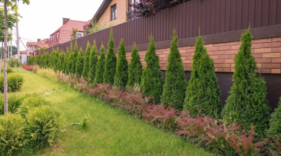 Which Plants Grow Under Cedar Trees? What Should You Plant?