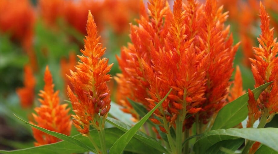 37 Fall Flowers for A Beautiful Autumn Garden