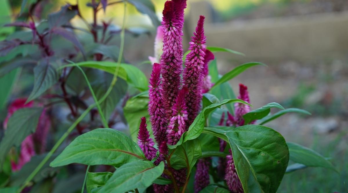 Celosia argentea