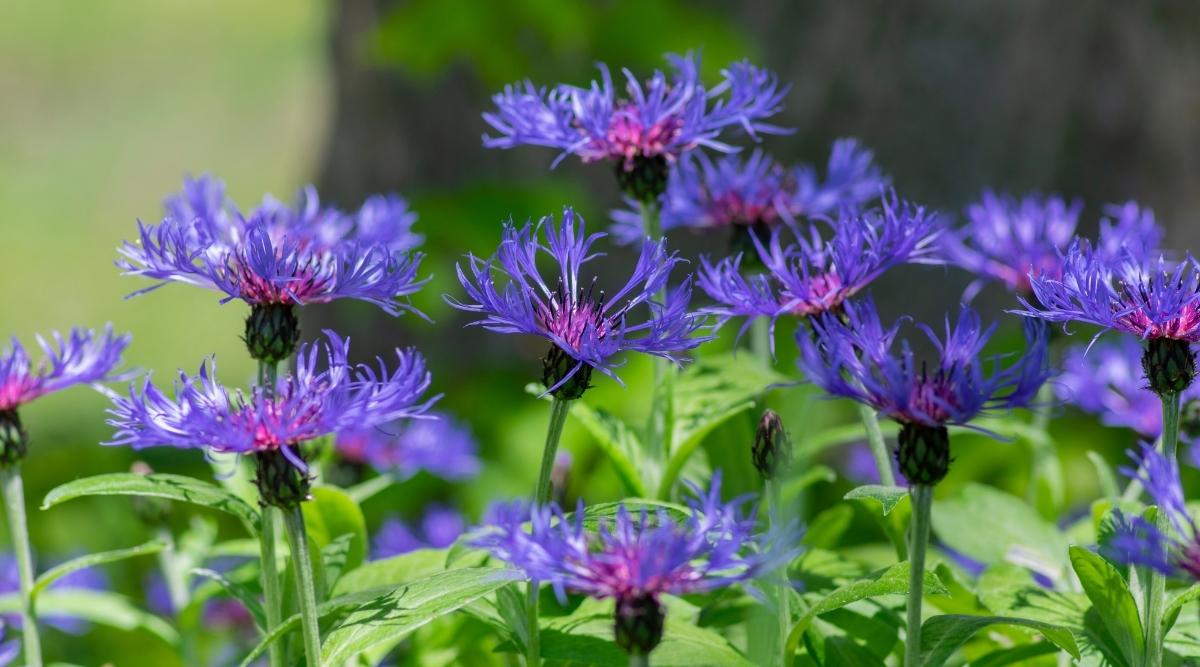 Centaurea cyanus