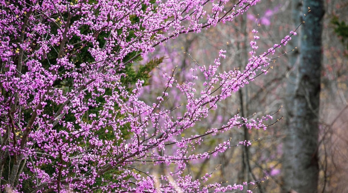 An Eastern Redbud tree showcases its slender branches, which elegantly extend outwards, adorned with delicate pink blooms. There are several large trees that can be seen in the background.