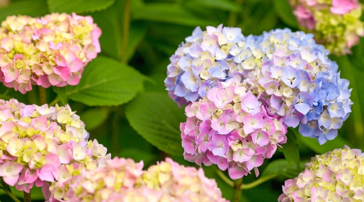Close-up of a large flowering hydrangea bush in the garden. Hydrangea flowers are large and showy, with clusters of small four-petalled flowers in round inflorescences. Flowers are pale pink and pale blue.