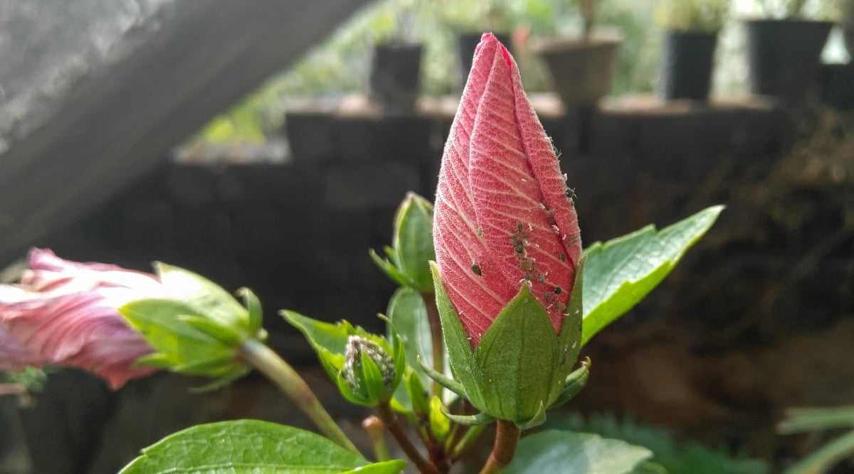 Red flower bud closed up with green base and growing upright, but covered in pale aphid pests. There is another bud to the left that is leaning over. The background is a blurred cinderblock wall with other potted plants sitting on it.