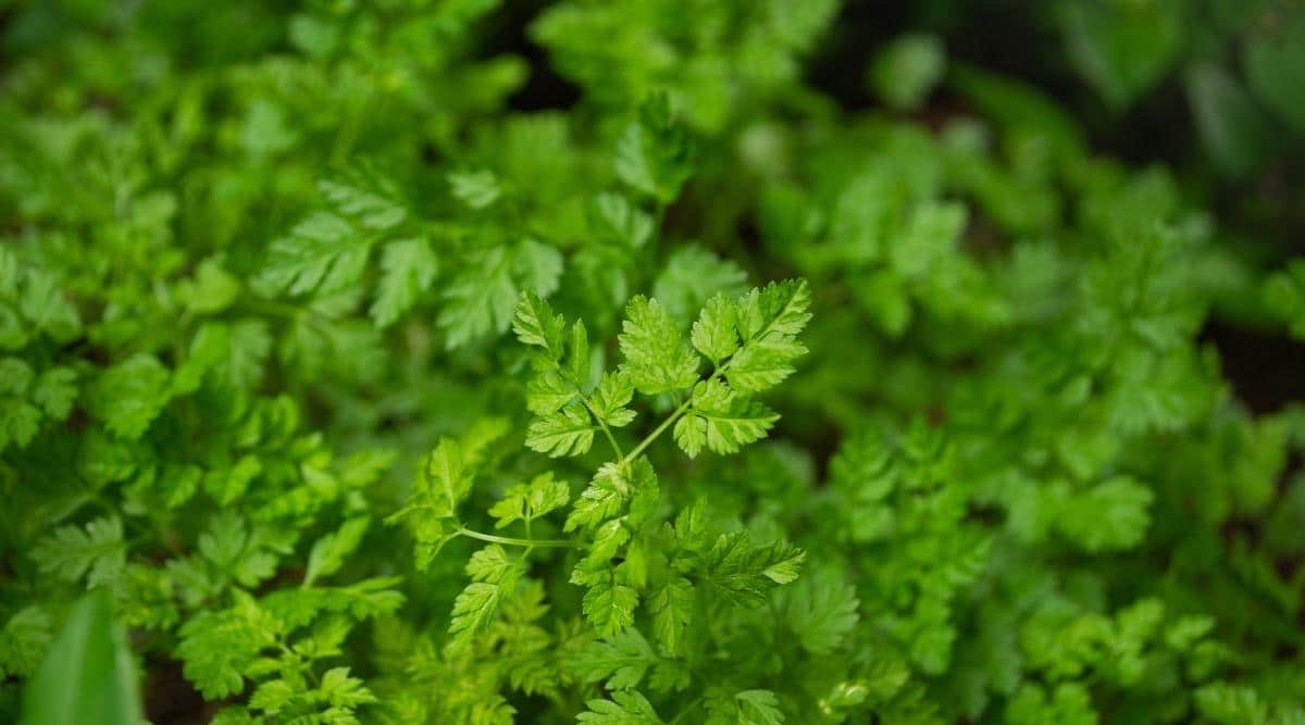 Chervil