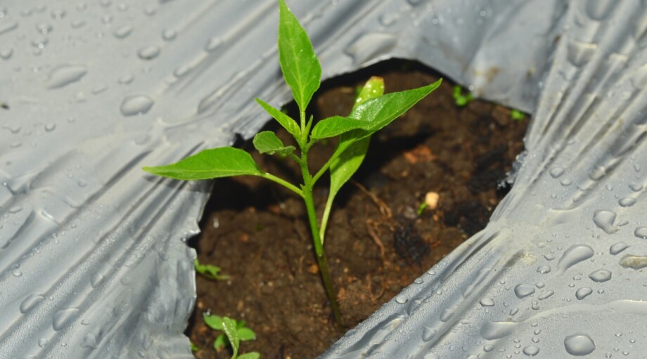 18 Pros and Cons of Using Plastic Mulch in the Garden