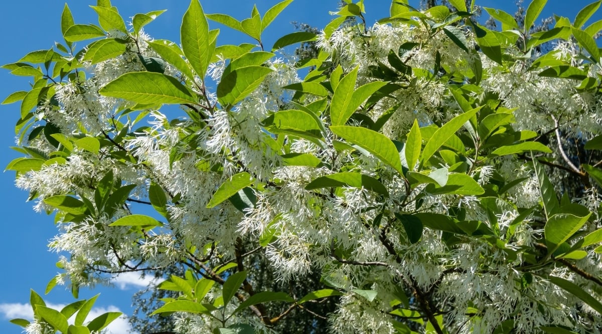 This Fringe Tree displays its stunning white flowers, blooming amidst its lance-shaped, green leaves and slender, dark branches. The clear blue sky forms a perfect backdrop to the tree&rsquo;s pristine white blooms, casting a soothing and serene atmosphere.