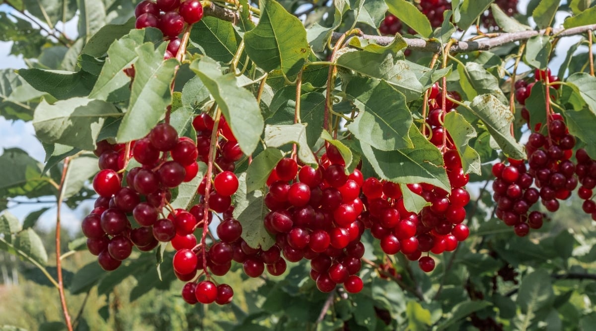 A close-up of the Chokecherry showcases its clusters of vibrant red berries, which glisten in the sun. The leaves are lush and green, providing a beautiful contrast against the red berries. The branches are slender and light gray in color.