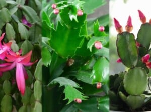 Christmas Cactus vs Thanksgiving Cactus vs Easter Cactus