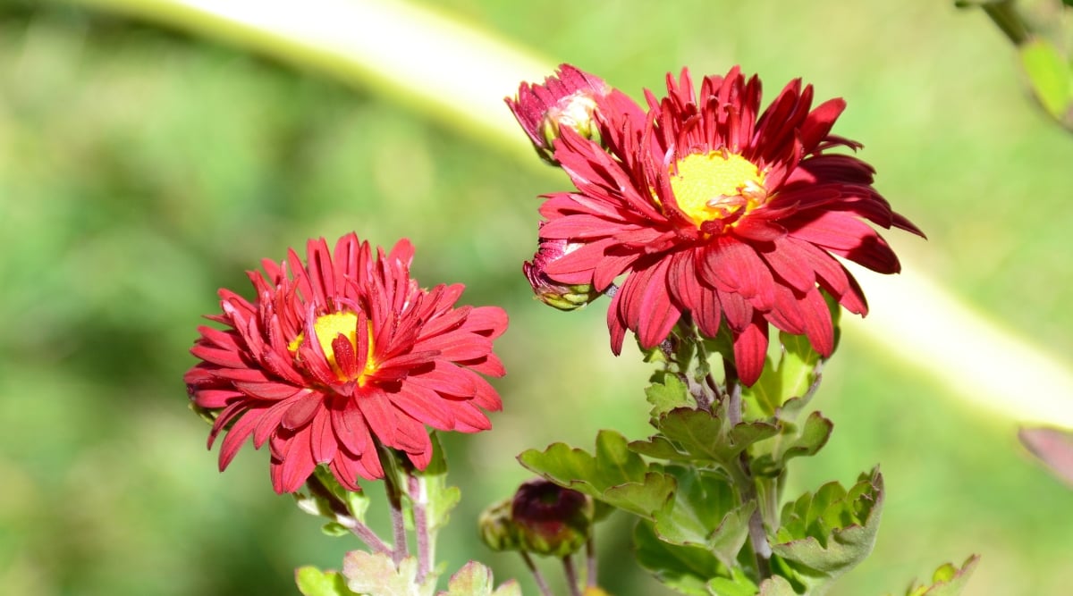 Two Rumpelstilzchen flowers that feature red petals with bright yellow centers stand out as they bask in the warm sunlight. Against the blurred backdrop of lush greenery, these flowers make a striking and eye-catching statement.