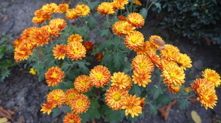 37 Fall Flowers for A Beautiful Autumn Garden