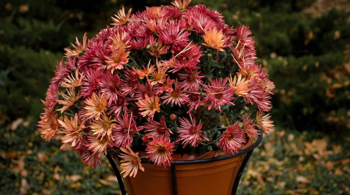 Chrysanthemums Finished Blooming in Pot