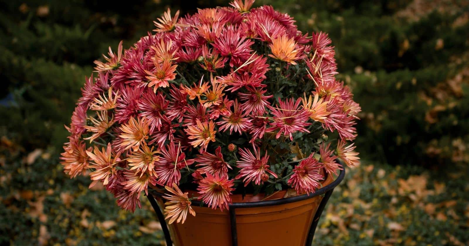 What Should I Do With My Potted Mums After They Bloom?