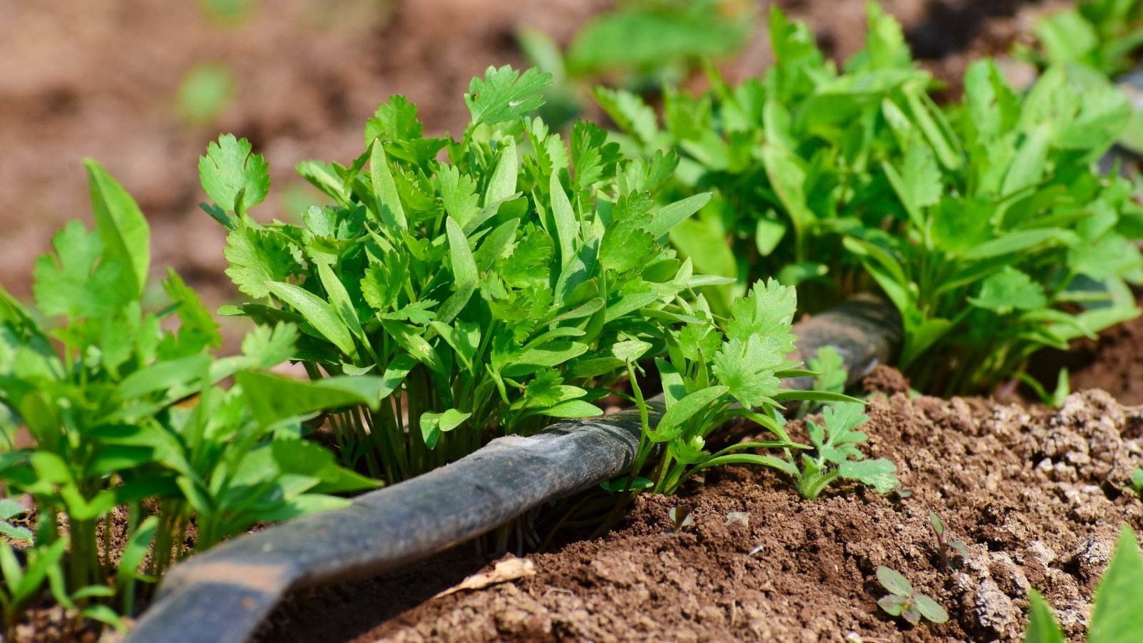 Coriander Plant Images