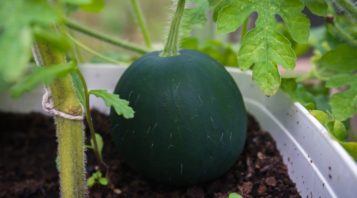 Close-up of Citrullus lanatus &lsquo;Sugar Baby&rsquo; fruit in a large container. The Citrullus lanatus &lsquo;Sugar Baby&rsquo; plant is a compact watermelon variety. The leaves are bright green, oval, strongly lobed. The fruit is medium-sized, round in shape, feature a dark green rind with a slightly dull appearance.