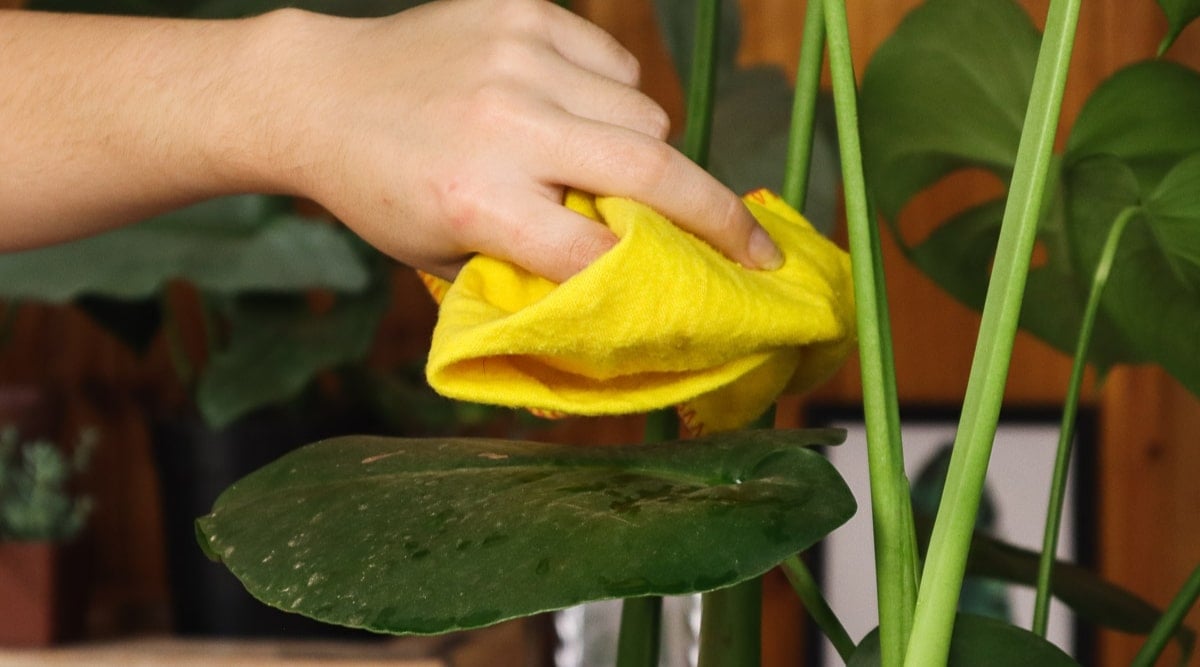 How to Clean the Leaves of Your Monstera Plant