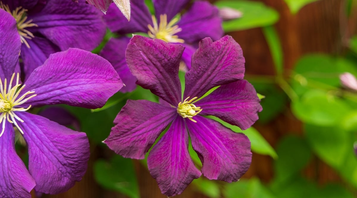Close up of dark pink flowers. Each flower has six oval shaped petals  with bright, spiky, yellow centers.