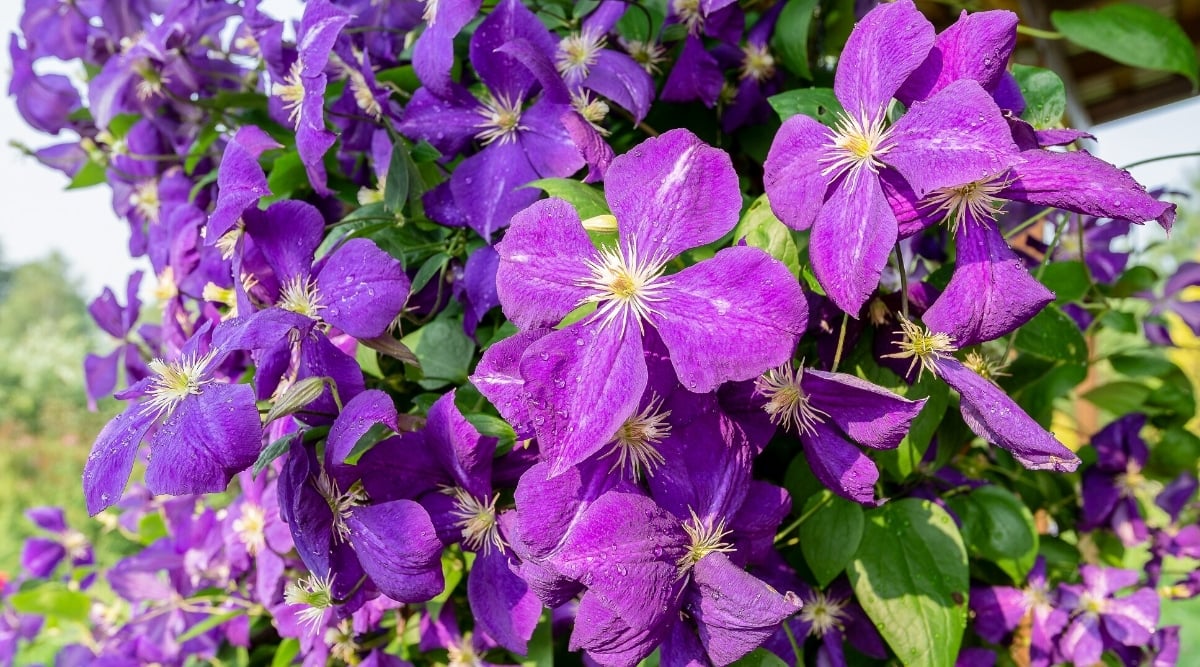 Bright purple flowers in a large bush. Each flower has four large, flat petals with a spiky, pale yellow center.