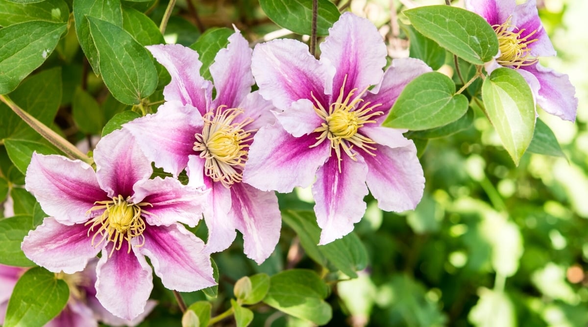 Three flowers on a vine with six light pink petals with ruffled edges and a darker pink stripe down the middle of each petal. In the center there is a spiky, yellow stamen.