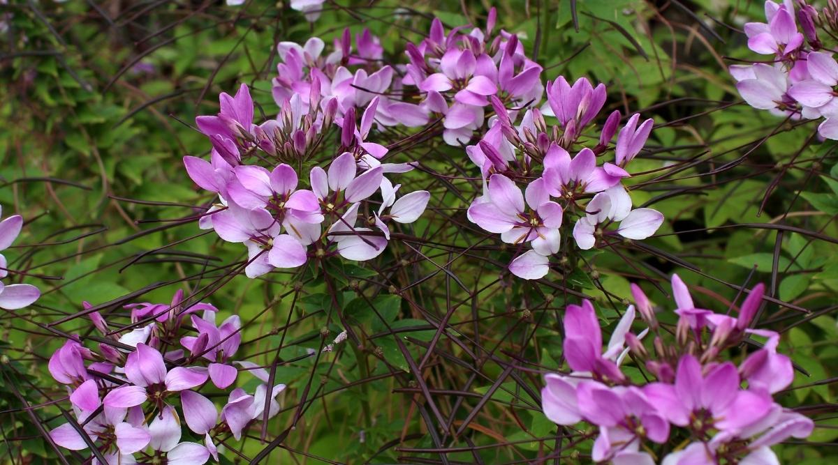 Cleome hassleriana