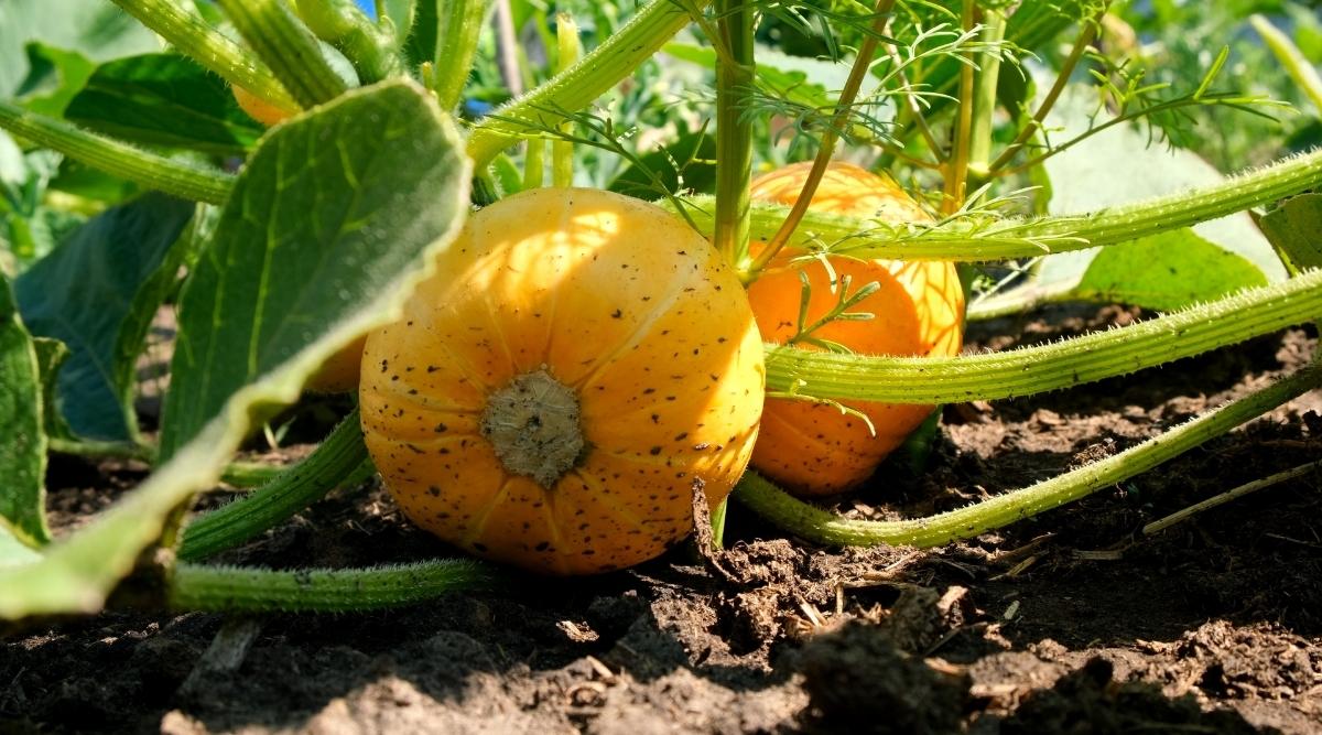 How To Plant Grow And Care For Pumpkins How To Plant Grow And Care For Pumpkins