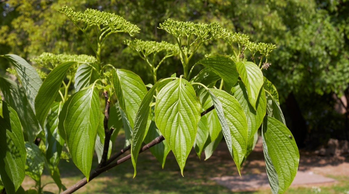 A close-up of a Pagoda Dogwood featuring green leaves that are shaped like ovals and are arranged alternately on the stem. The green flowers are small, upright, and clustered, forming a beautiful contrast to the leaves.