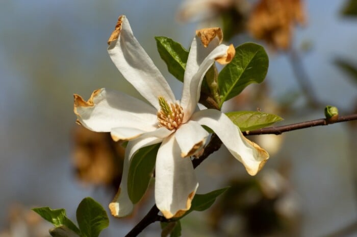 Close up of a white flower of a Magnolia Tree