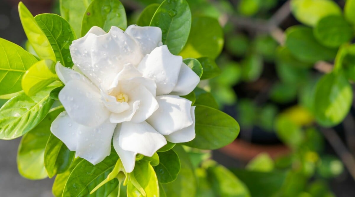 A close-up reveals the beauty of a blooming white gardenia flower, its delicate petals glistening with moisture. Behind the flower, the vibrant green leaves stand out, also displaying a moist appearance. In the blurred background, glimpses of other lush green leaves create a serene setting.