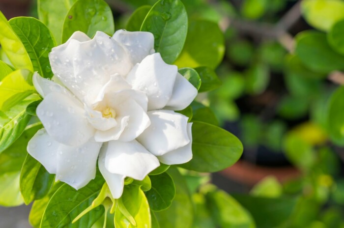 How To Plant Grow And Care For Gardenias How To Plant Grow And Care For Gardenias