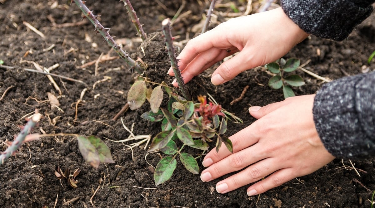 A woman wearing a jacket is holding a rose plant that appears to be in poor health, with wilted green leaves and cut branches. The plant is grown in brown soil.