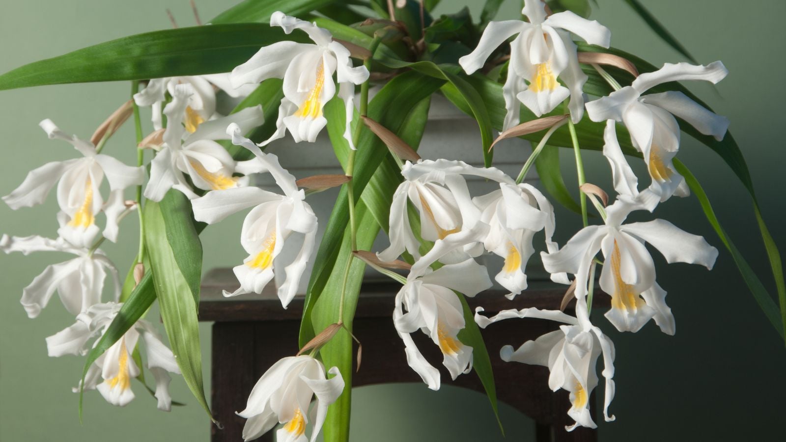 A shot of a potted Coelogyne cristata appearing to have multiple blooms with delicate white petals