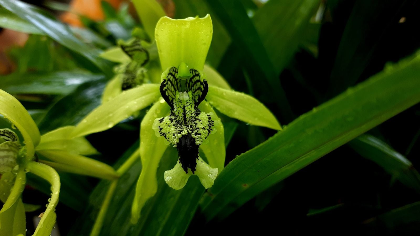 A closeup shot of a Coelogyne pandurata flower appearing to have bright green petals with black markings surrounded by green foliage