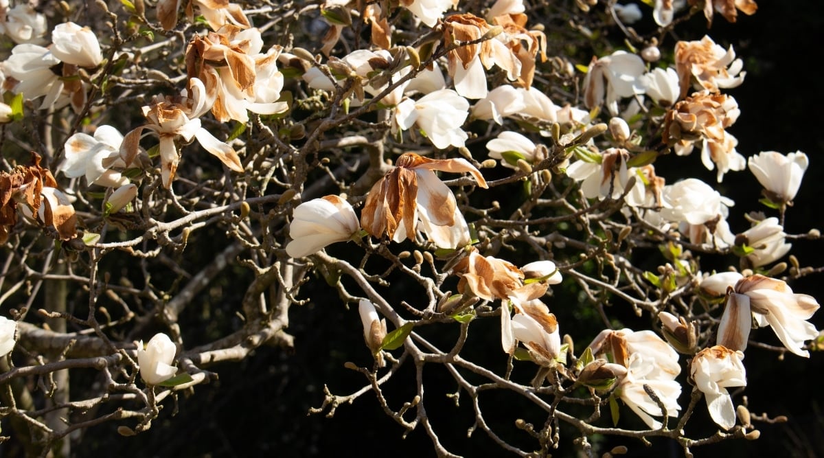 Cold damage due to tree having been exposed to poor weather. The blossoms are burned, and the leaves are brown. The branches are also brown and damaged.