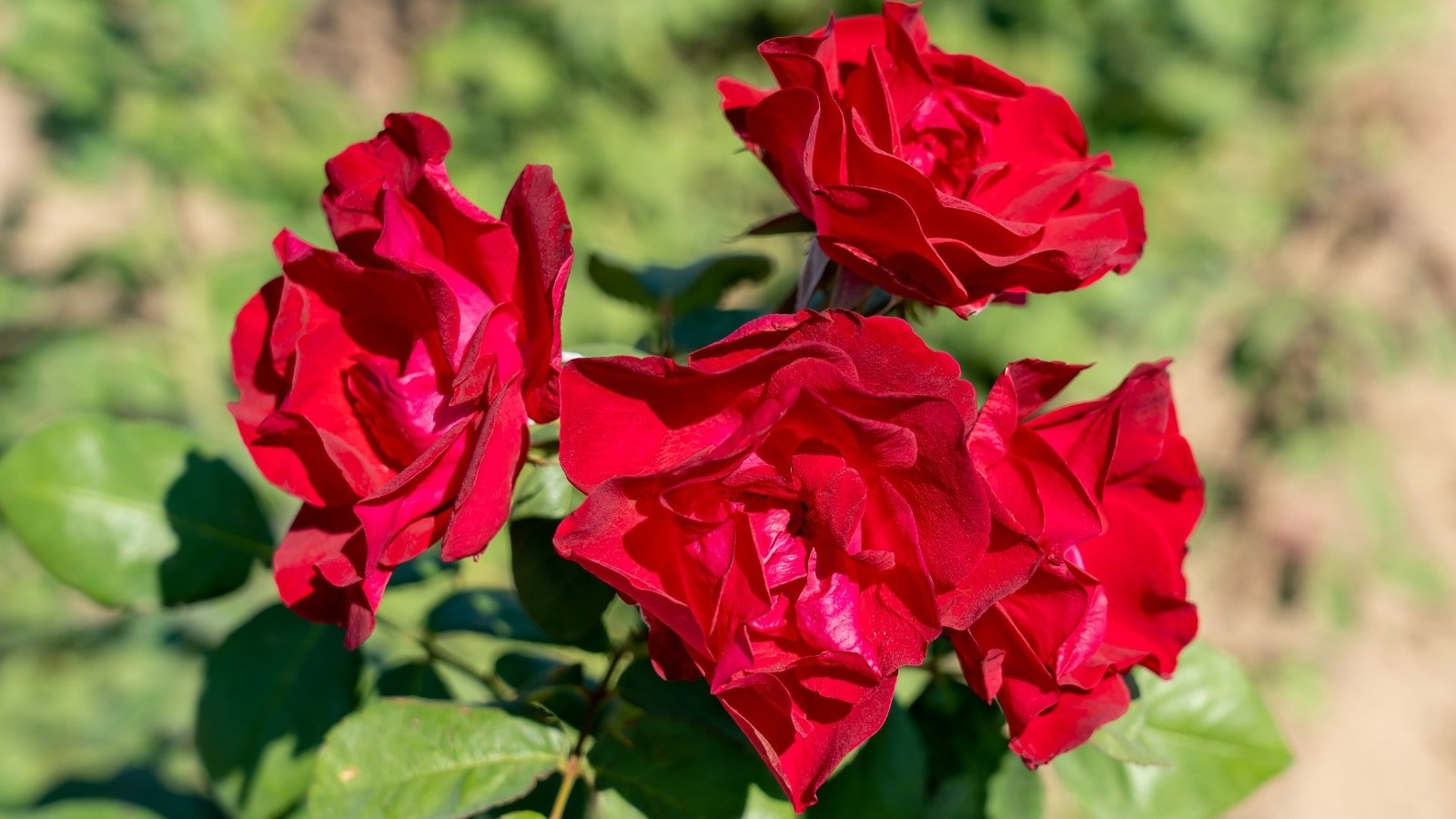 17 Different Varieties of Winter Hardy Roses For Cold Climates