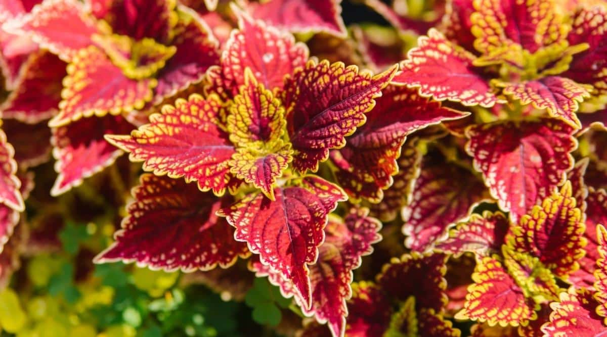 Coleus growing in full sun conditions