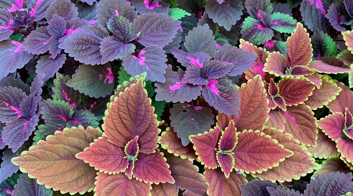Do Deer Eat Coleus? Will They Attract Deer to My Garden?