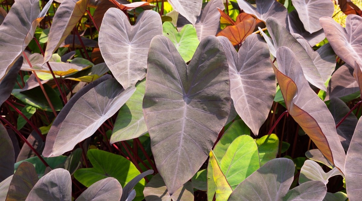 46 Plants With Purple Leaves for Indoor & Outdoor Gardens