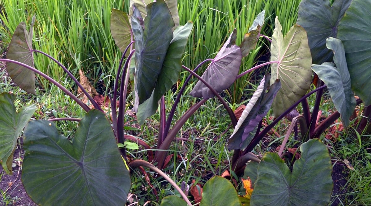 Close up of a giant green leaf with dark red stem and veins.