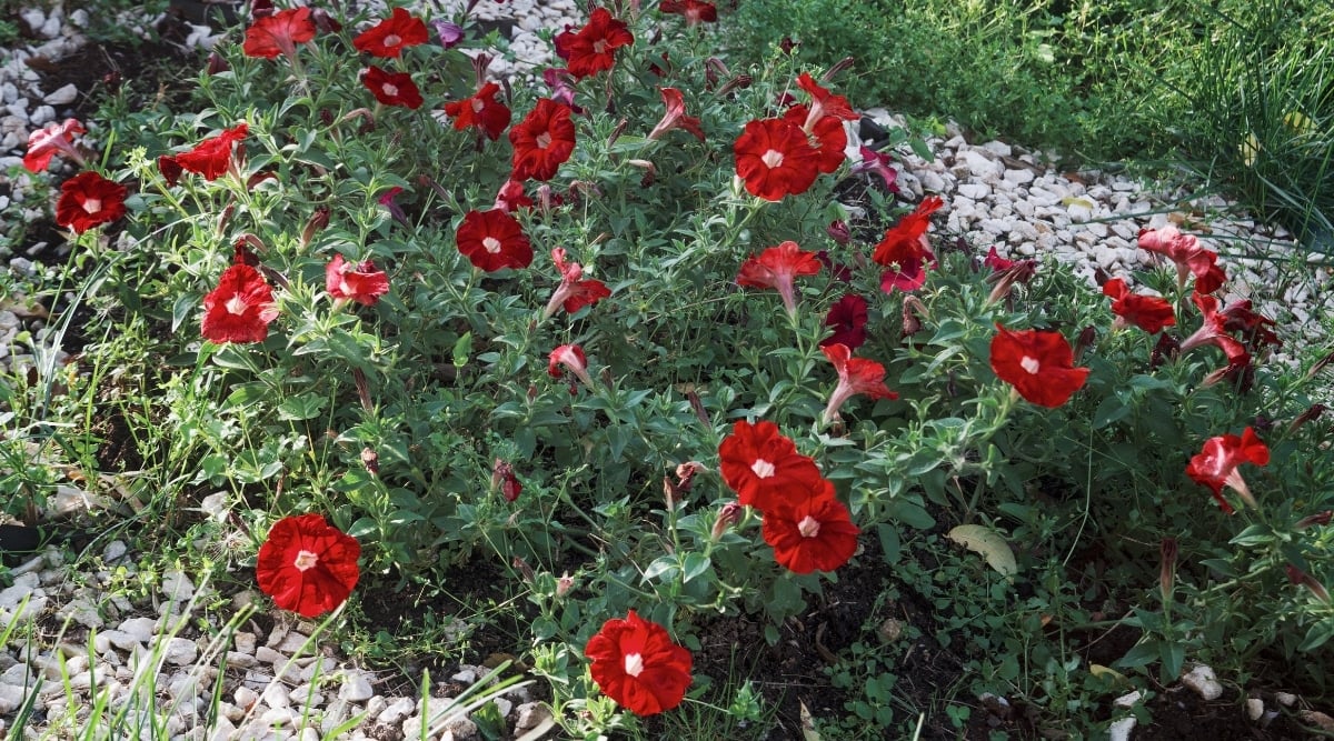 A cluster of vibrant red petunia blooms proudly display its rich color amidst a sea of green leaves. Planted in nutrient-rich dark soil and surrounded by pristine white stones, the flowers exude vitality and elegance, creating a striking contrast that enhances their allure.