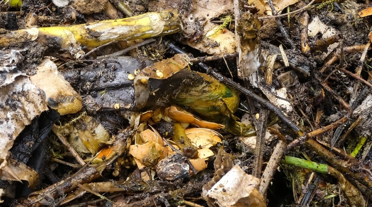 Compost