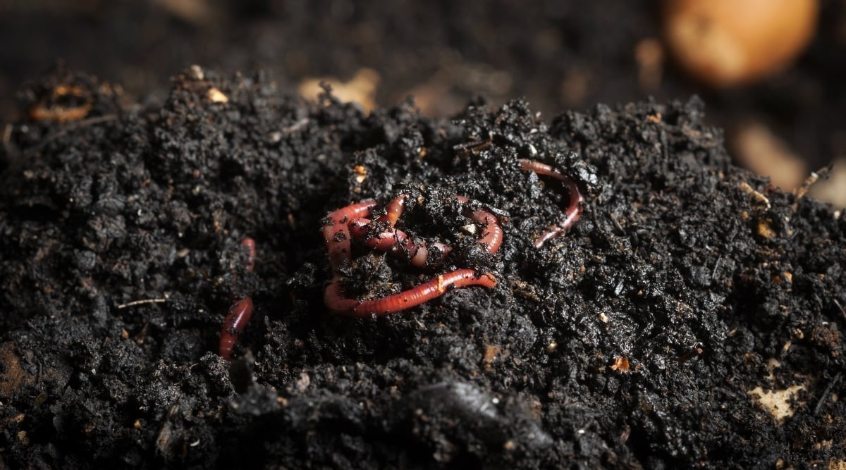 Composted worms crawling around in garden dirt. The red worms are making the soil more fertile.