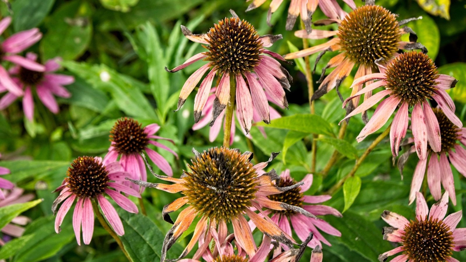 15 Common Problems With Coneflower Plants
