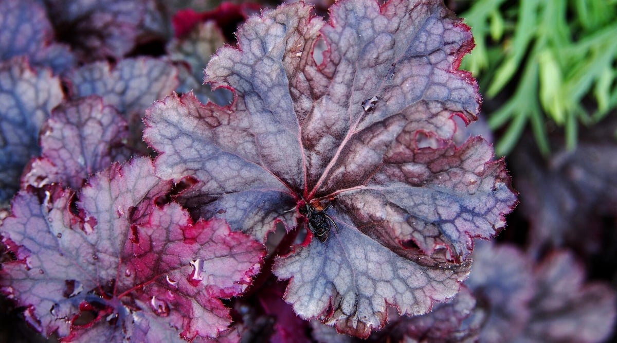Close up of several large, dark purple leaves with ruffled edges and water drops on it.