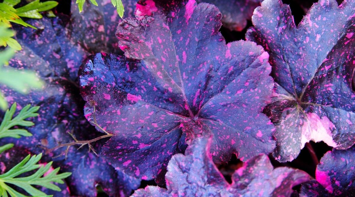 Close up of several large, dark purple leaves with ruffled edges and splashes of bright pink flecks on each leaf.