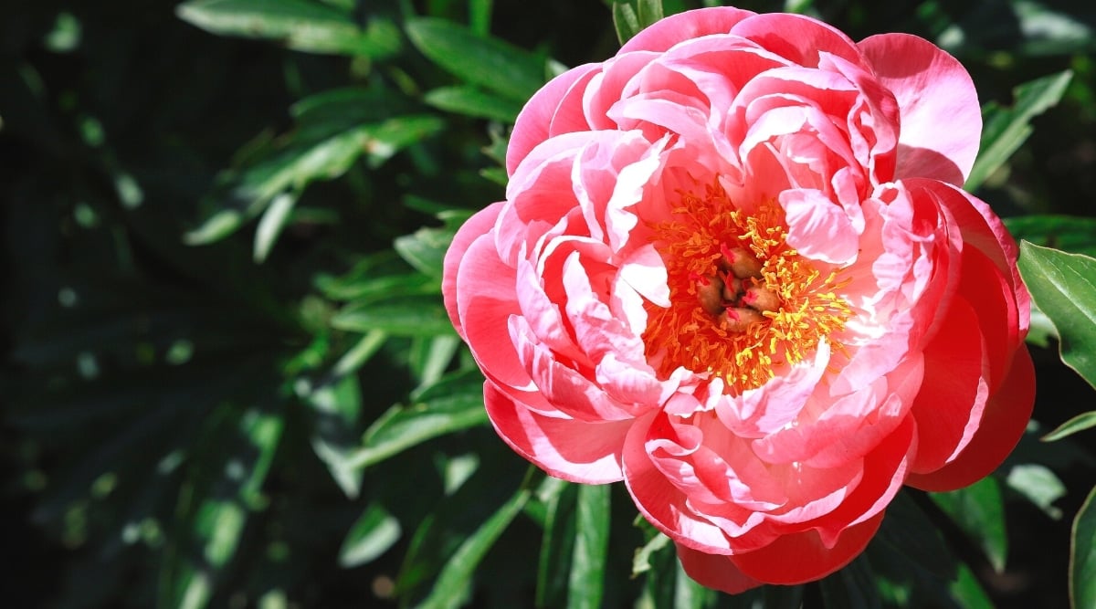 &lsquo;Coral Charm&rsquo; peony against blurred green foliage in a sunny garden. The flower is large, semi-double, consists of several layers of rounded coral-colored petals arranged around bright yellow stamens in the center of the flower.