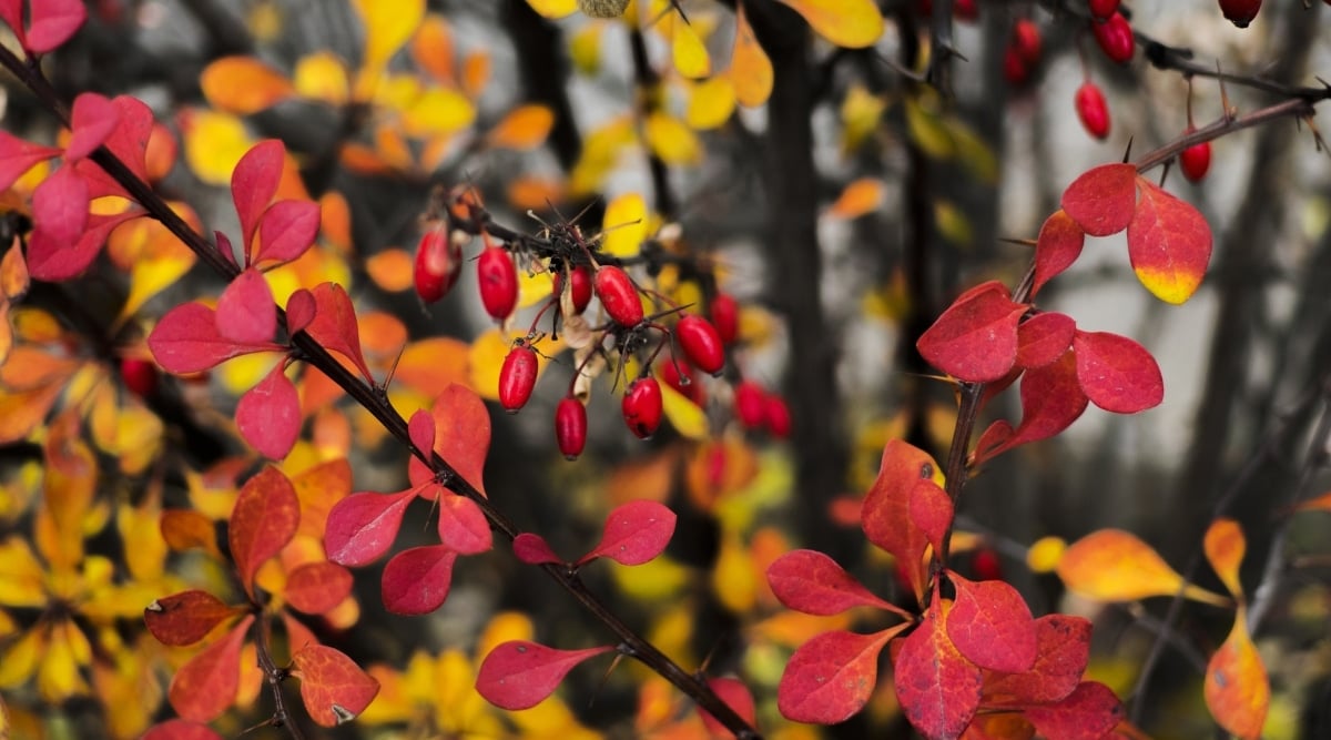 A close-up of a Cornelian Cherry features fruits that are oval-shaped and have a bright red color. The leaves are small and red that are attached to slender, dark branches. In the blurred background, there are several large trees with yellow leaves.