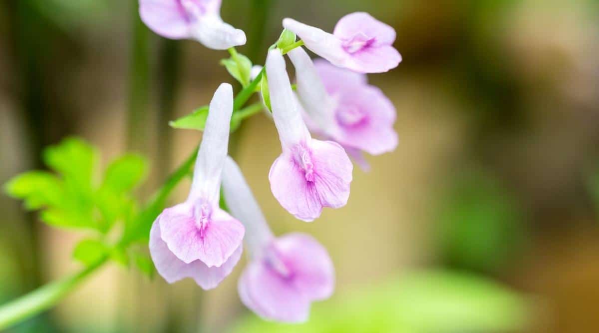 Corydalis yanhusuo