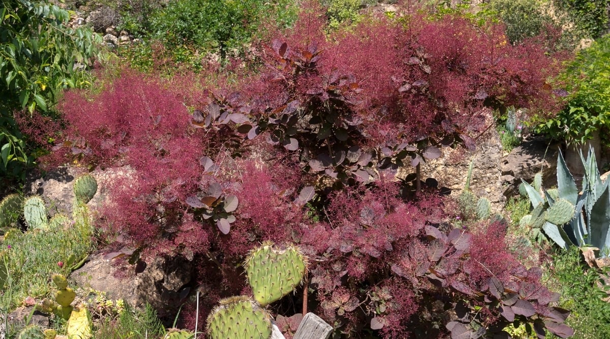 Large dark purple bushes with large round leaves and sprays of tiny stems with little reddish-purple leaves.