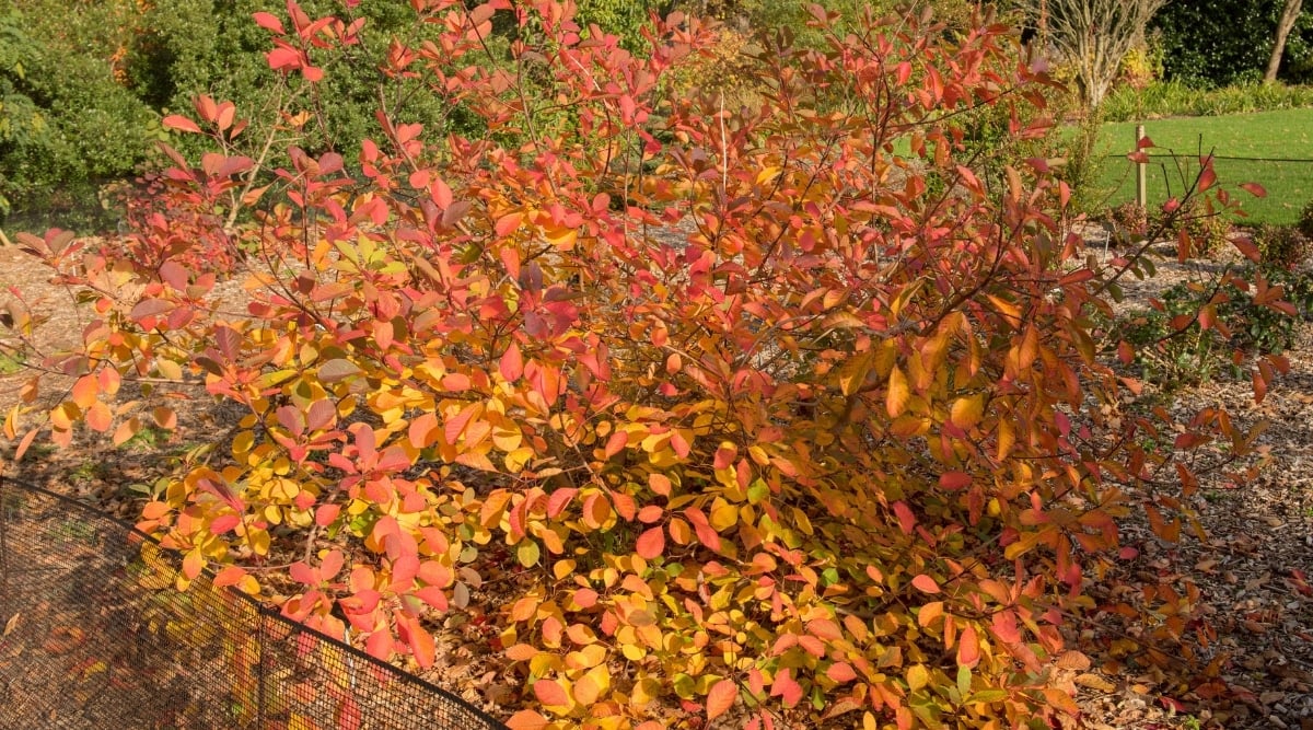 Planted on brown soil, the American Smoke Tree stands tall and proud. Its branches extend outwards, creating a wide and inviting canopy. The foliage of the tree sparkles in the sunshine, producing stunning shades of orange and red.