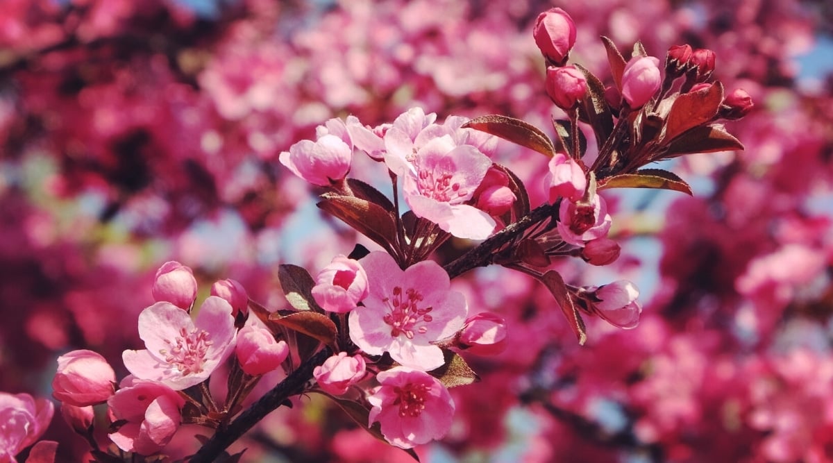 Close up of a tree branch with bright pink flowers and greenish-purple leaves.