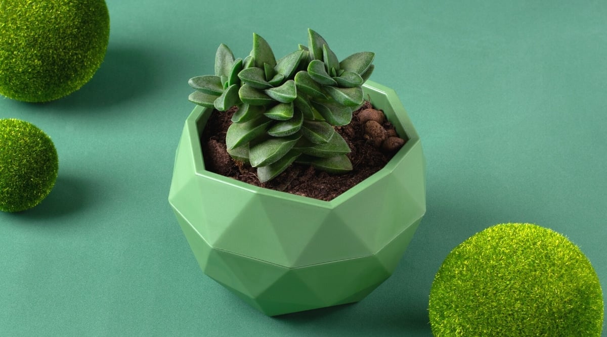 Close-up of a small succulent plant in a pale green ceramic pot against a green background. The plant consists of soft, plump, fleshy, triangular dark green leaves with a slight pale silvery green sheen.